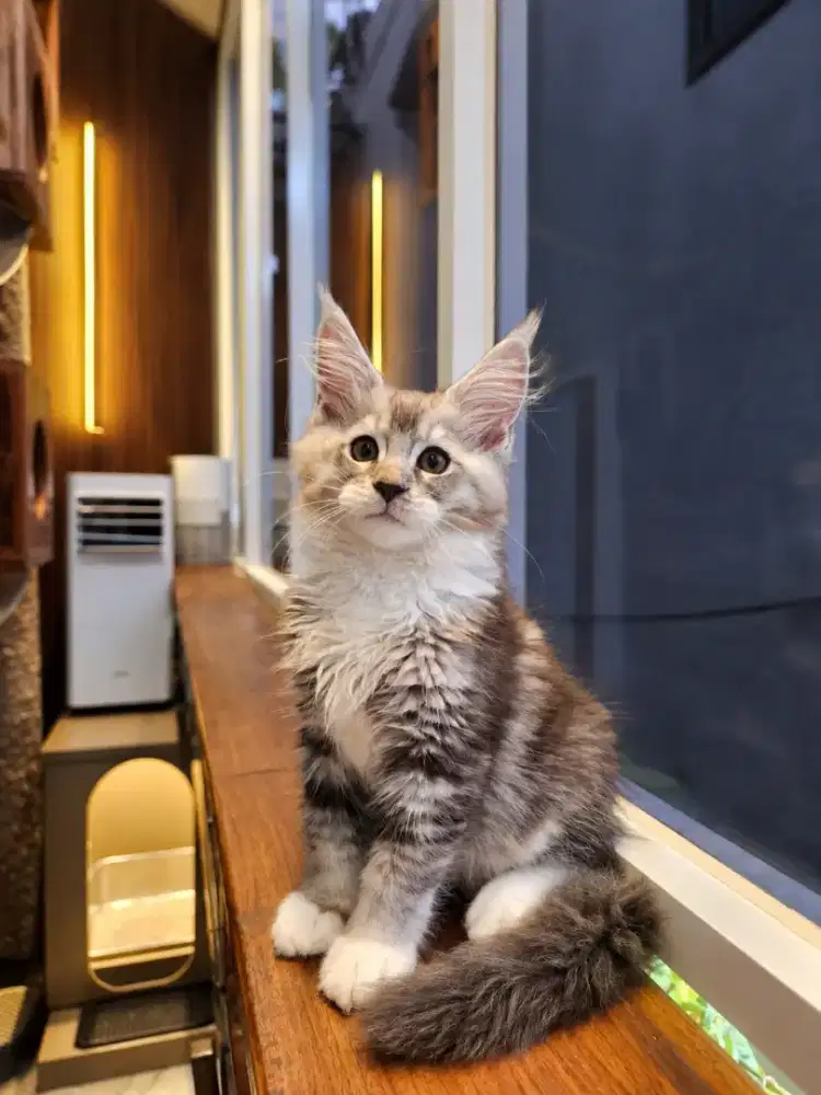 Ras Kucing Besar Maine Coon Kitten Line Ped