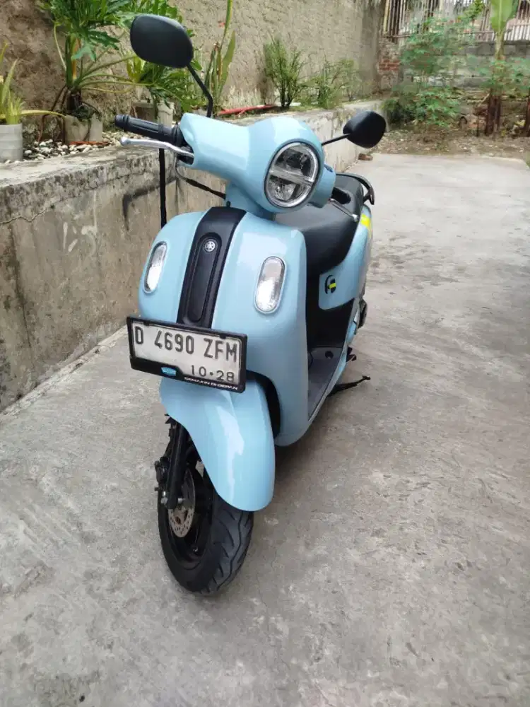 Fazzio Neo mulus