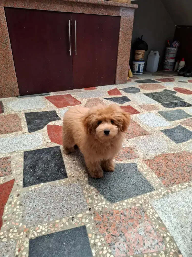 Anjing poodle small anak anjing jantan