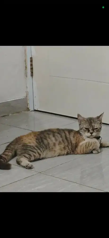 KUCING BSH MURAH