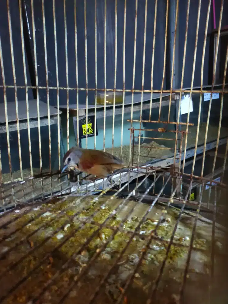 Burung Tepus pipi perak bahan bondol