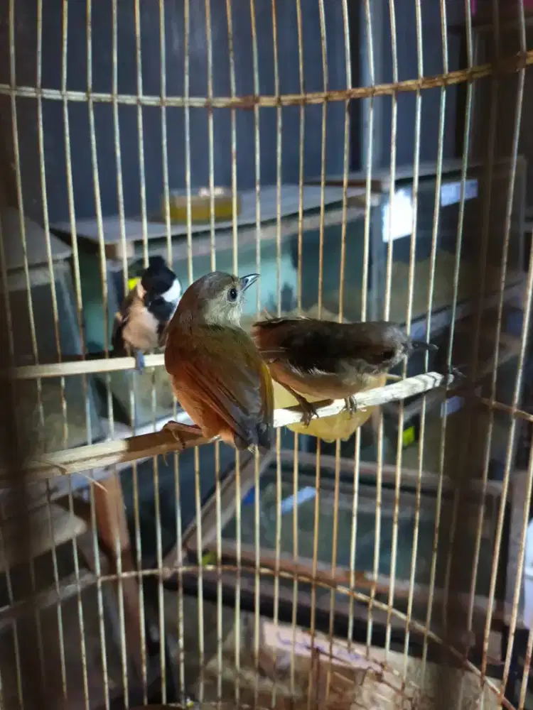 Burung plamboyan jantan bunyi