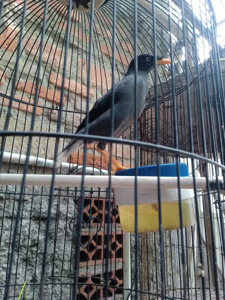 Jalak kebo rawatan sdh manggut