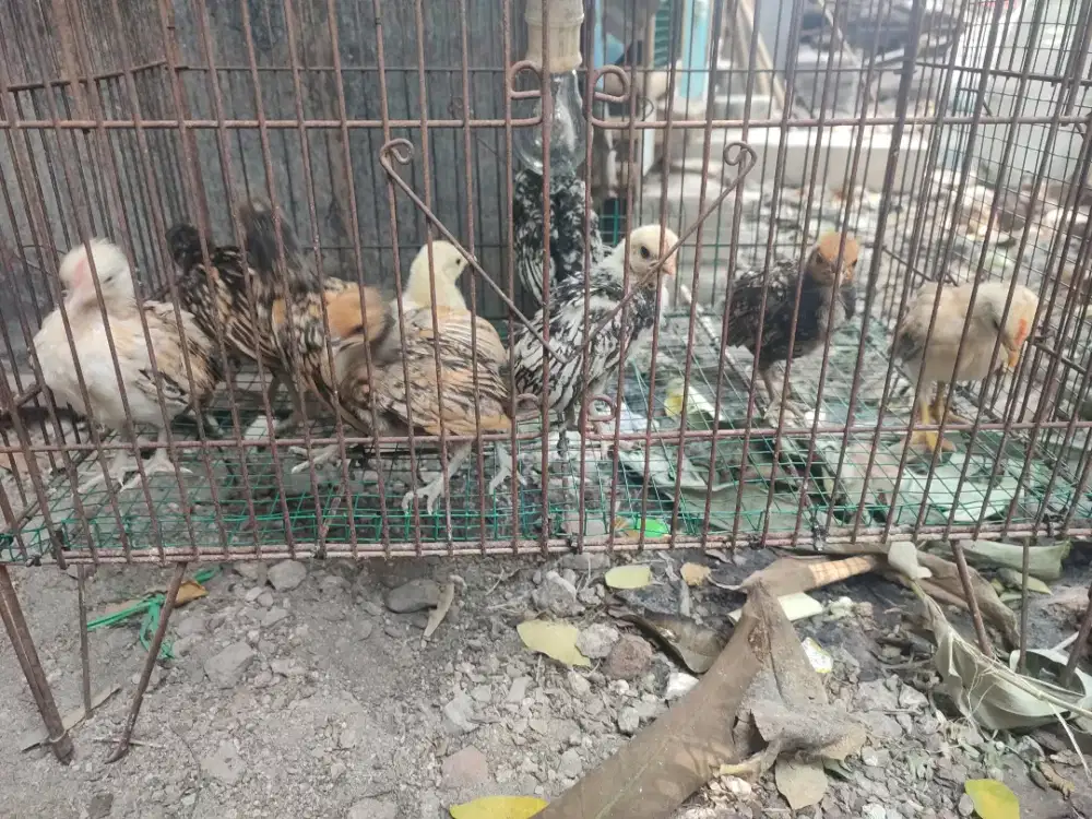 Anak ayam serama dan batik itali