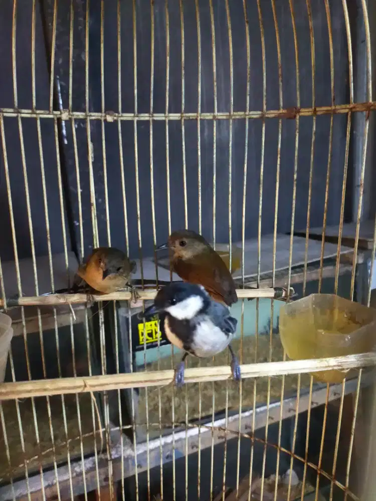 Burung gelatik batu jantan bunyi