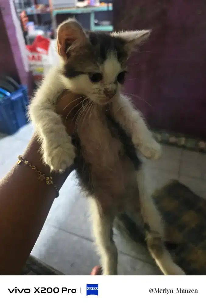 Kucing persia anggora kitten