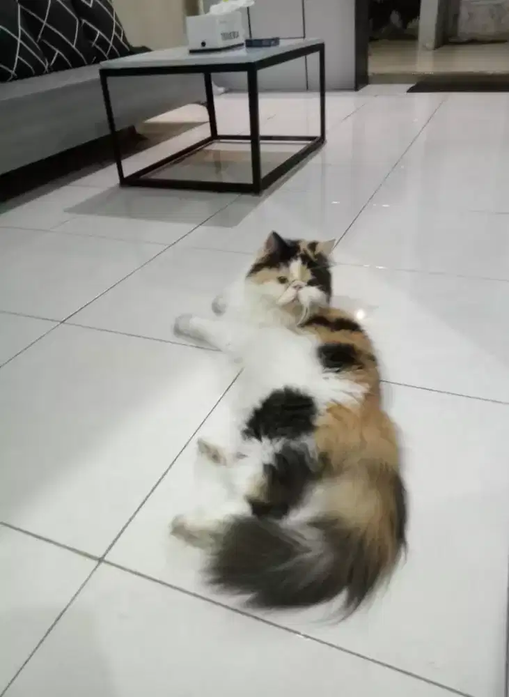 kucing persia peaknose