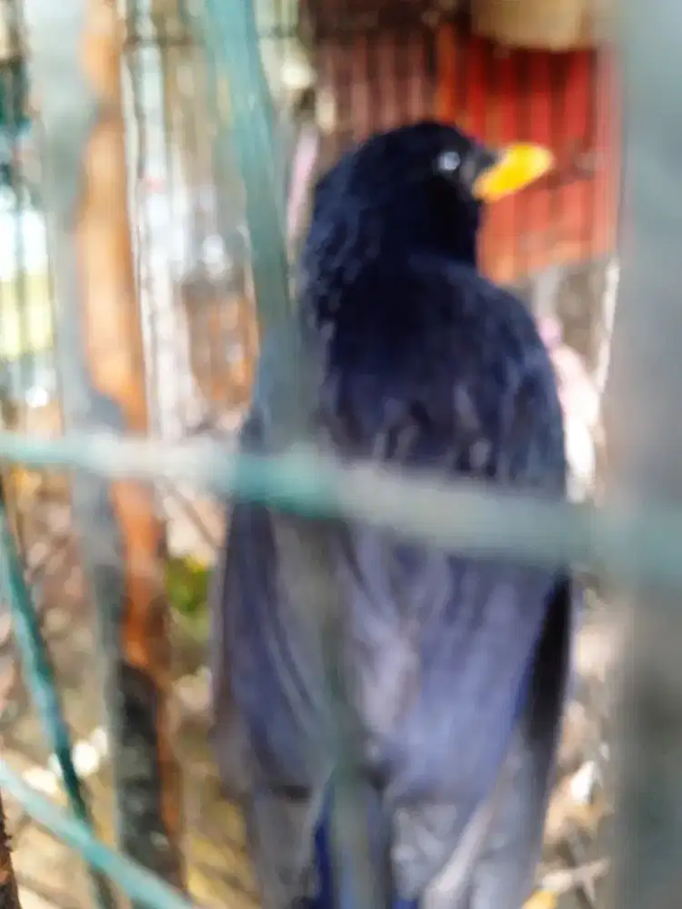 Burung ciung batu