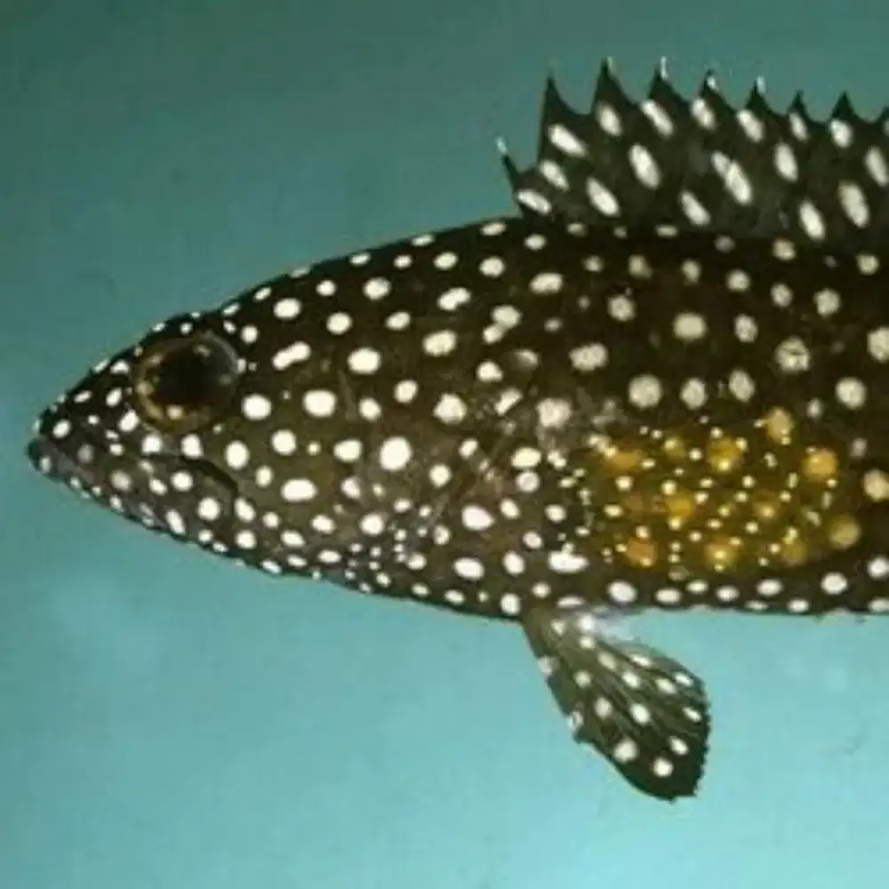 Ikan kerapu totol putih