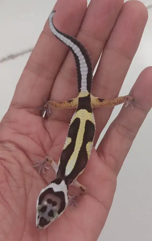 LEOPARD GECKO ALL MORP
