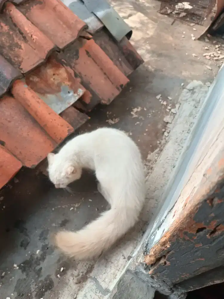 Kucing campuran