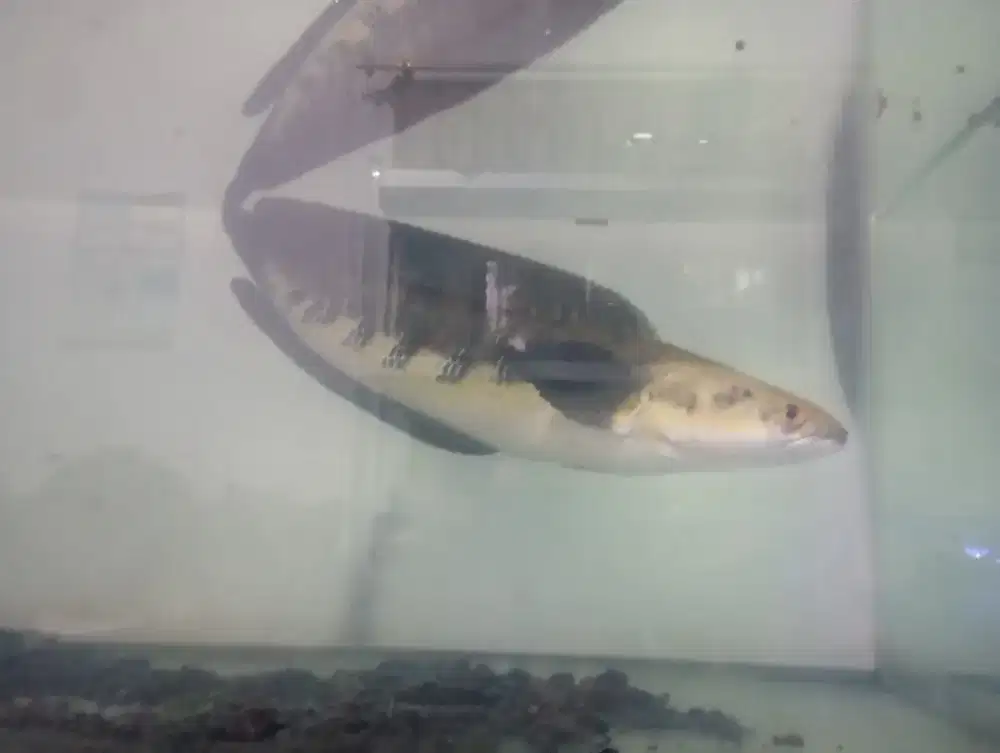 Di jual Ikan Chana Hias