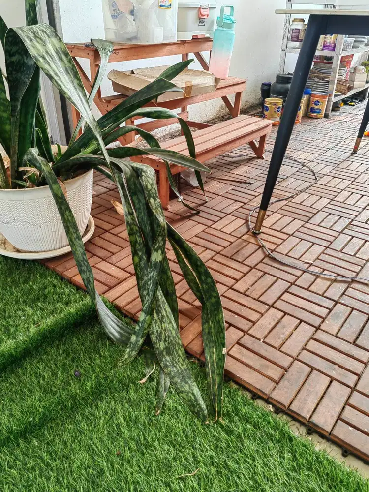Decking Kayu Jati / Lantai Kayu Jati / Tile Alas Lantai Jati Asli
