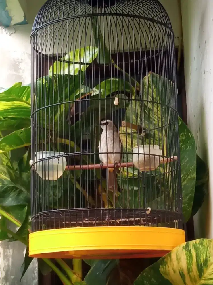 Burung Trucuk Harian Lumayan Rajin