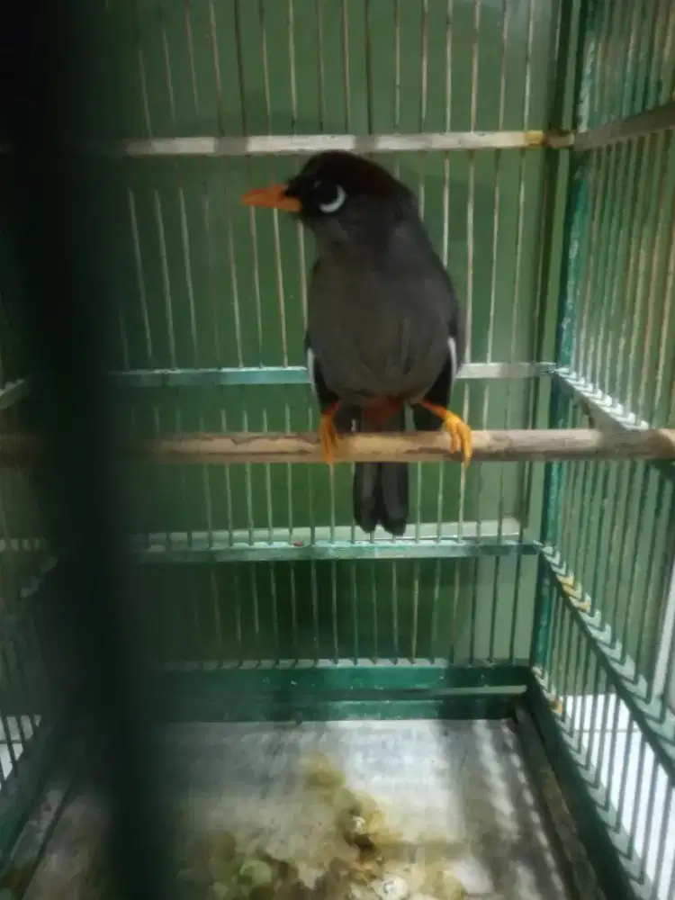 Poksay Mandarin