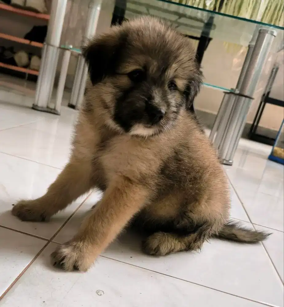 Anak anjing bulu tebal betina 1 ekor