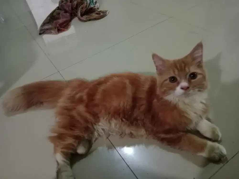 Oyen Persia lincah imoet