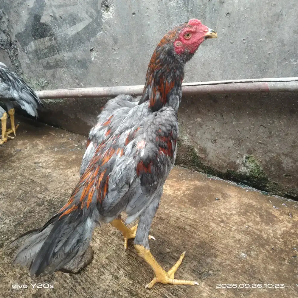 ayam bangkok muda