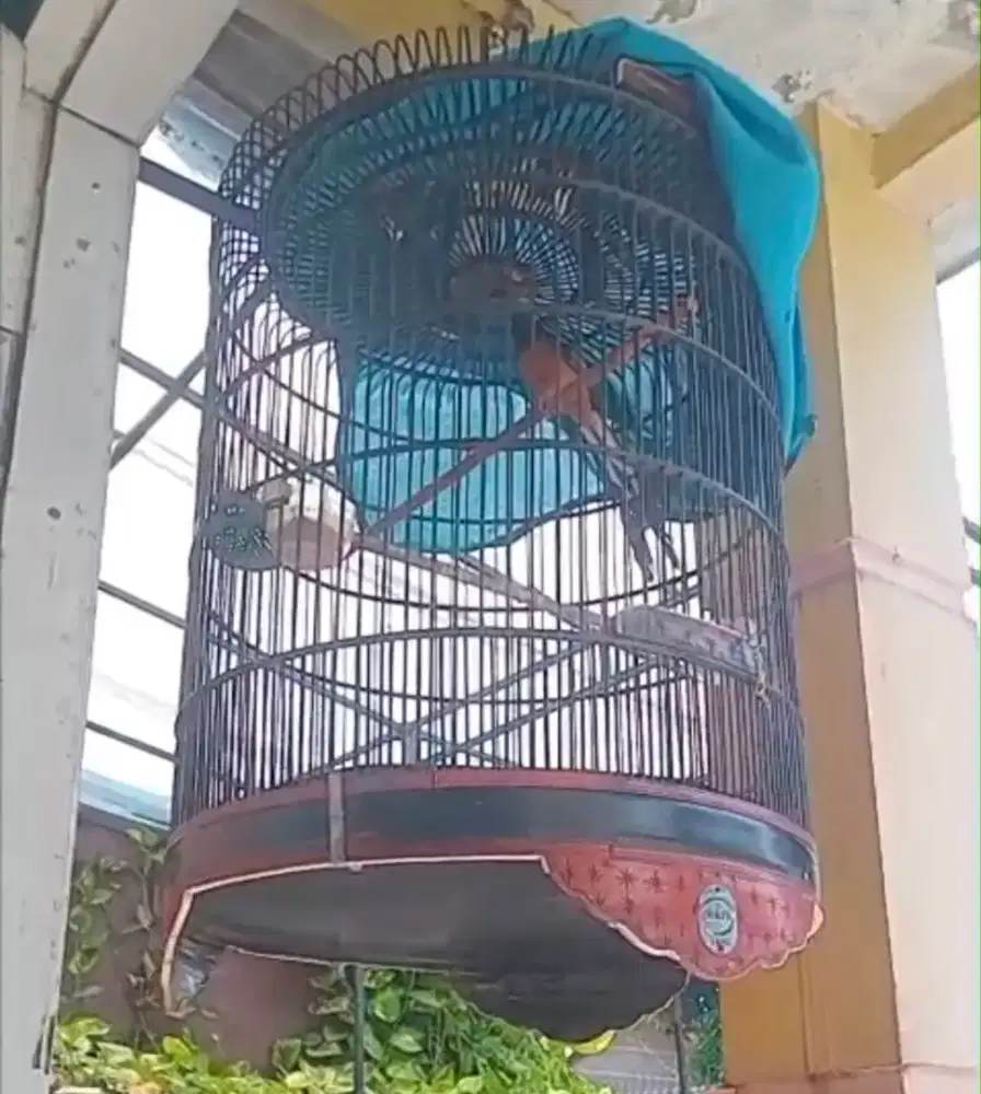 Burung murai batu