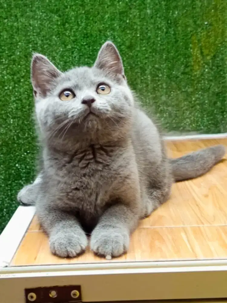 Kitten BSH blue solid