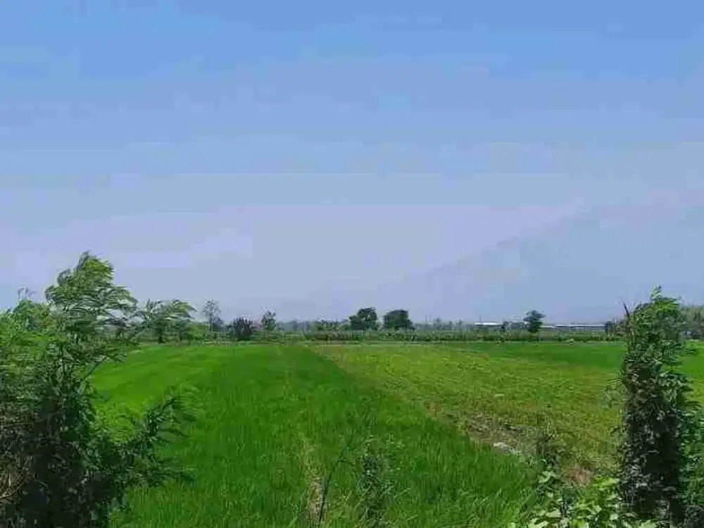 jual murah sawah produktif   pengairan lancar di desa palrejo Sumobito Jombang