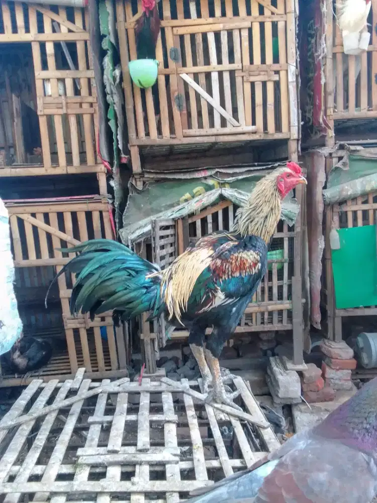 Mangon muda usia 7bln an Tulangan tebel blm abaran