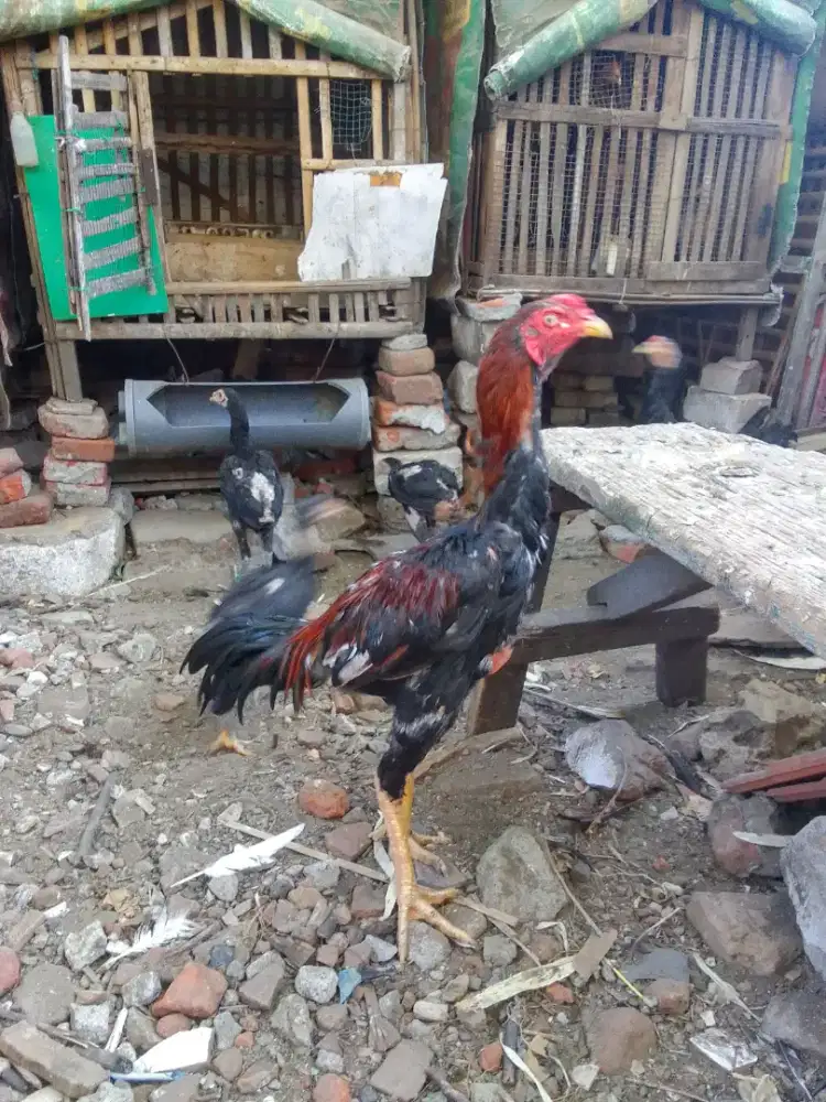 Pama x Koytrad 5,5bln an, calon ukur gede n blm abaran
