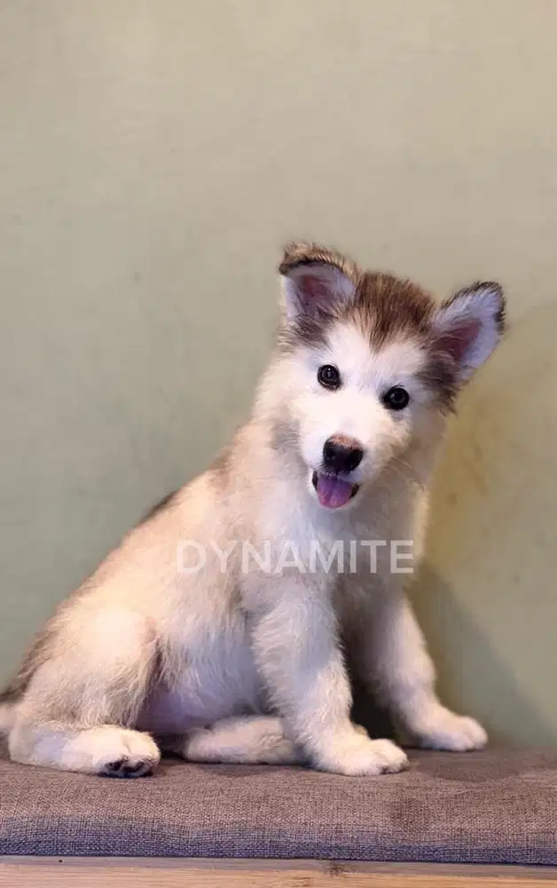 Puppy Alaskan Malamute Giant Bigbone Longhair