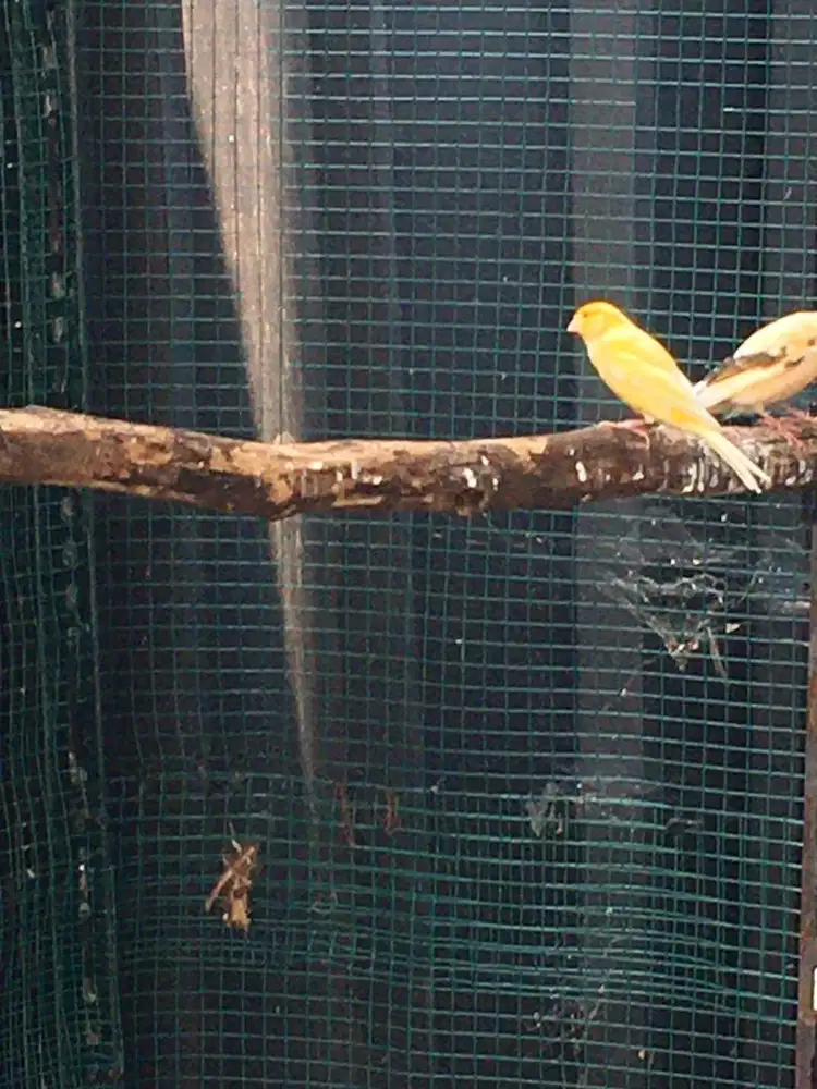 Burung kenari Jantan dan Betina