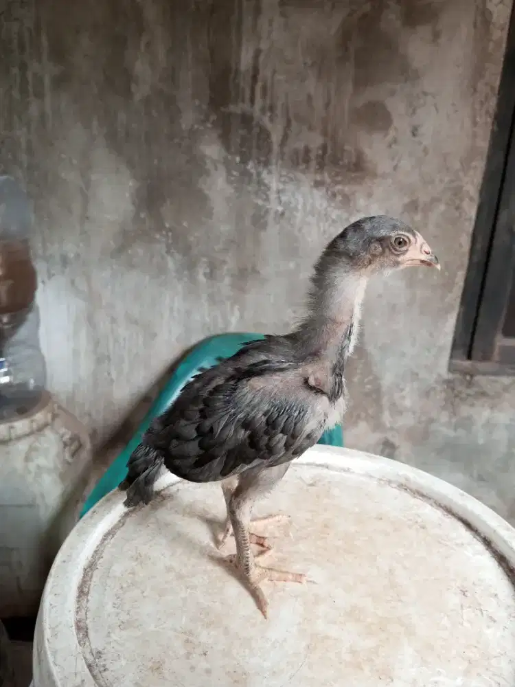 ayam pakhoy 2 bln Trah jawara