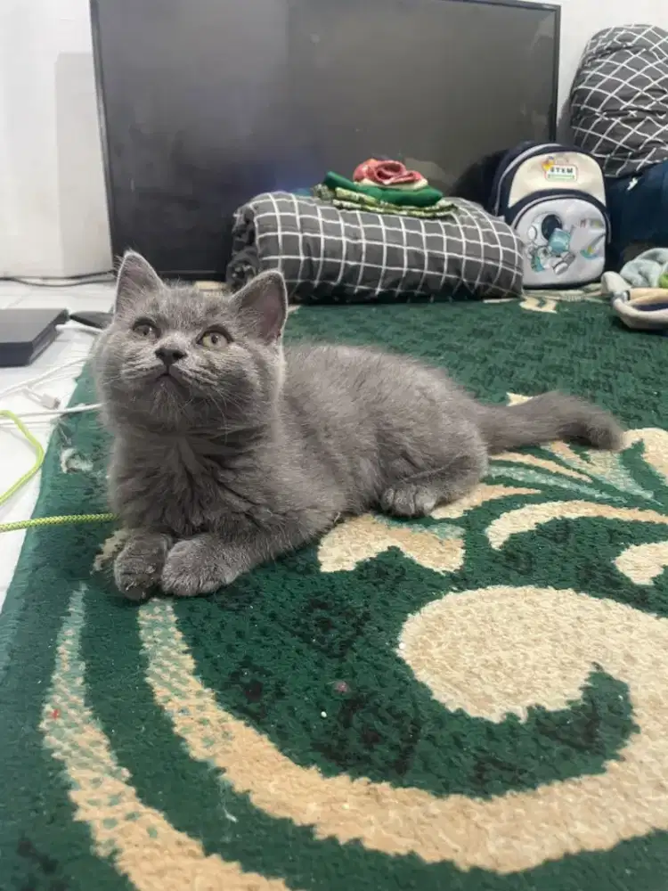 BSH brithis jantan blue