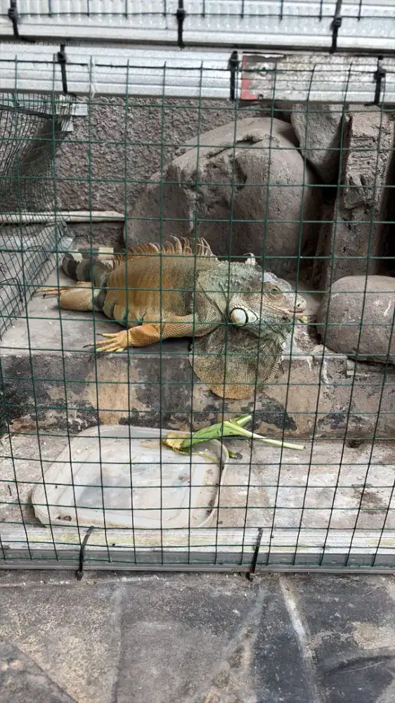 Iguana Green Colomb