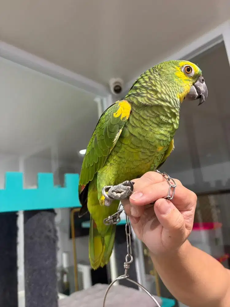 Blue fronted amazon