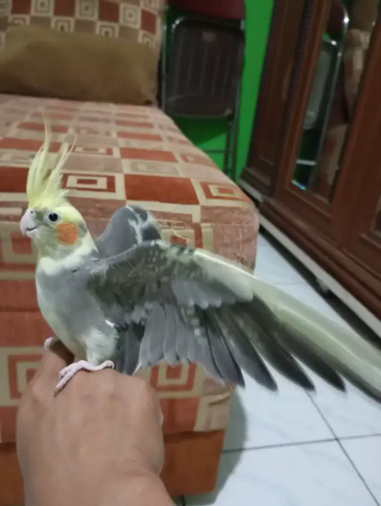 Burung Falk / Parkit Australia Jinak
