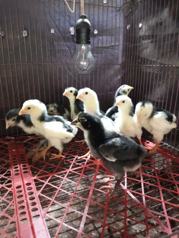 ayam pakhoy 10 ekor