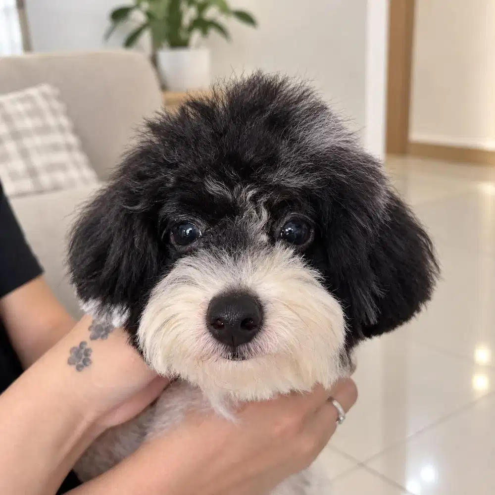 Jual poodle murah