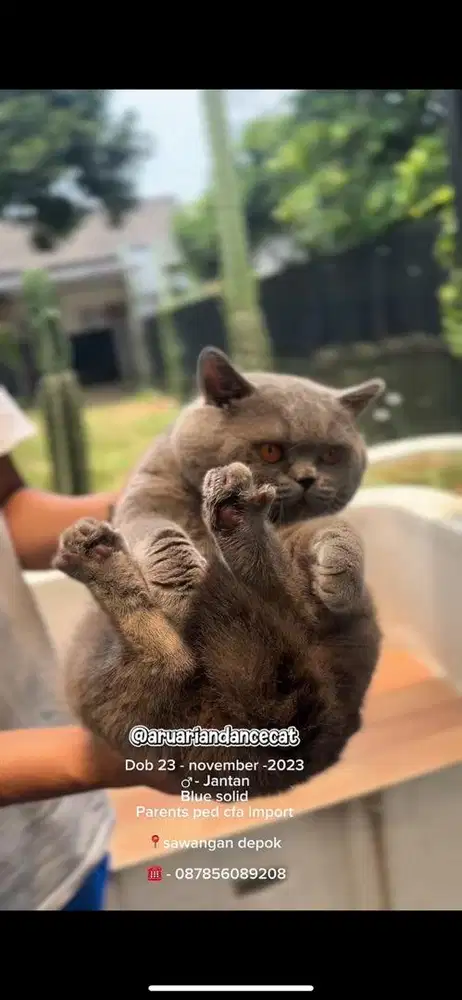 Kucing Britishshorthair