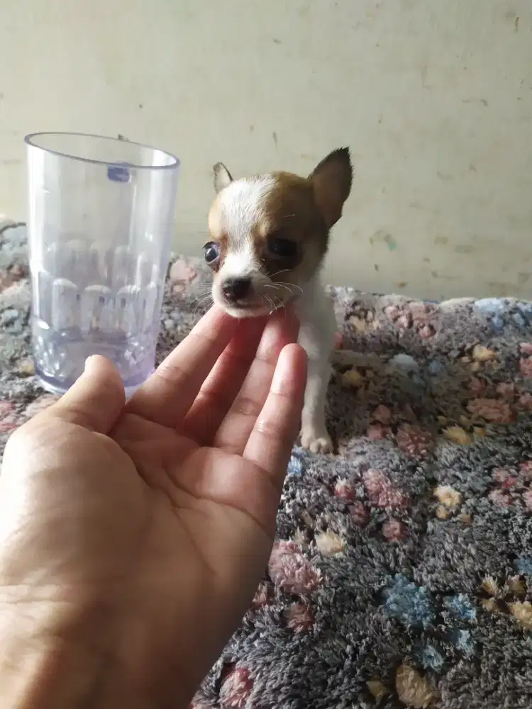 Chihuahua teacup 6 mgg