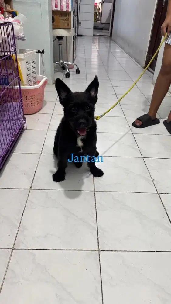 Anjing Mix Frencie & Poodle