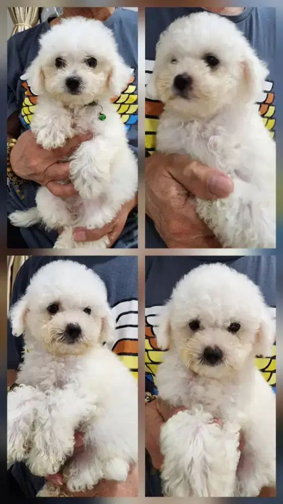 Anakan Bichon jantan