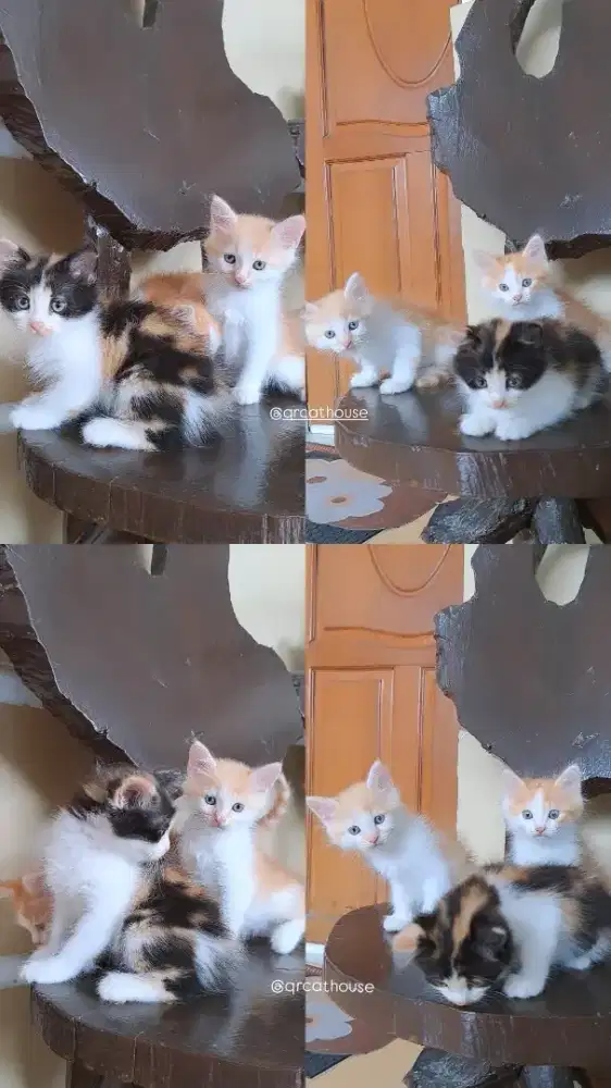 KUCING KITTEN NS MUNCHKIN 2 BULAN JANTAN DAN BETINA