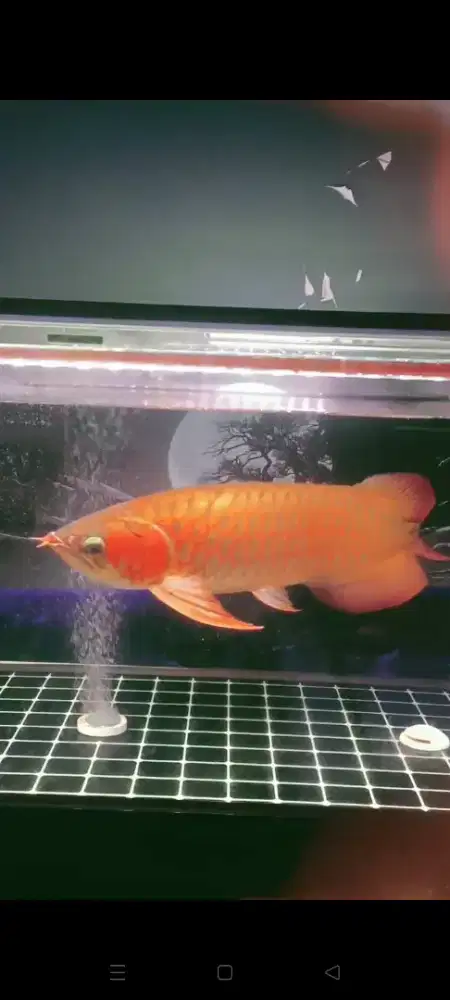 Jual aja borongan arwana 13 ekor sama aquariumnya