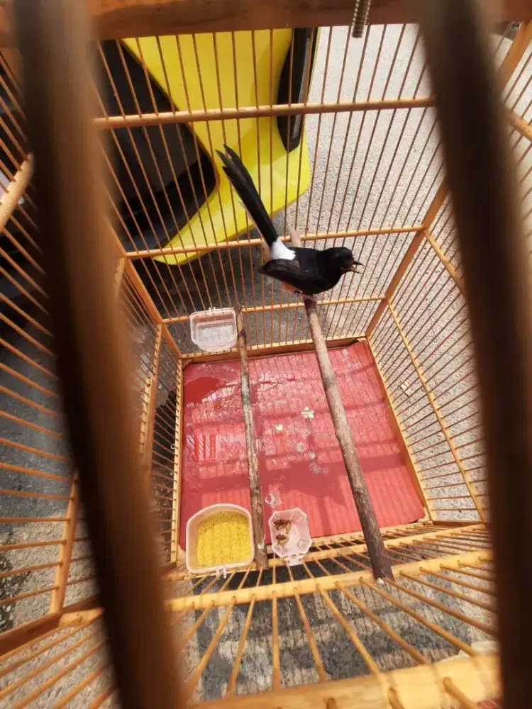 burung murai batu trotol 100% jantan istimewa