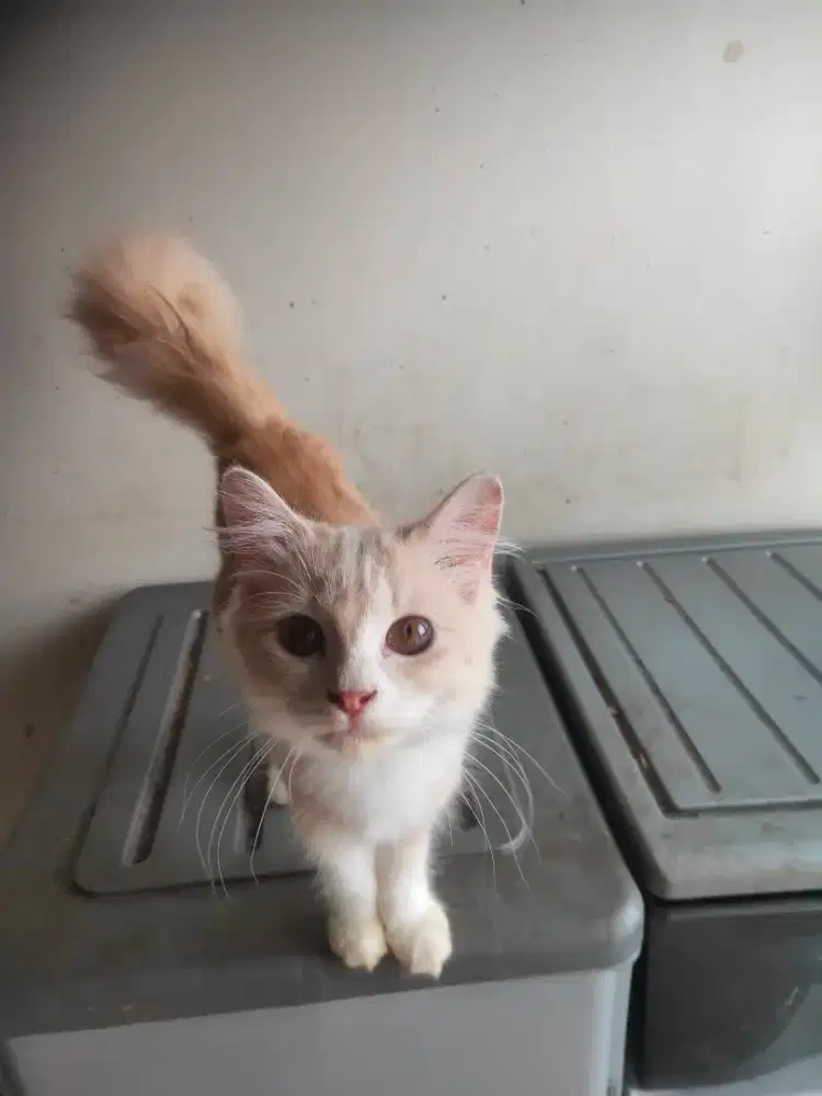 Kucing betina persia 6 bulan