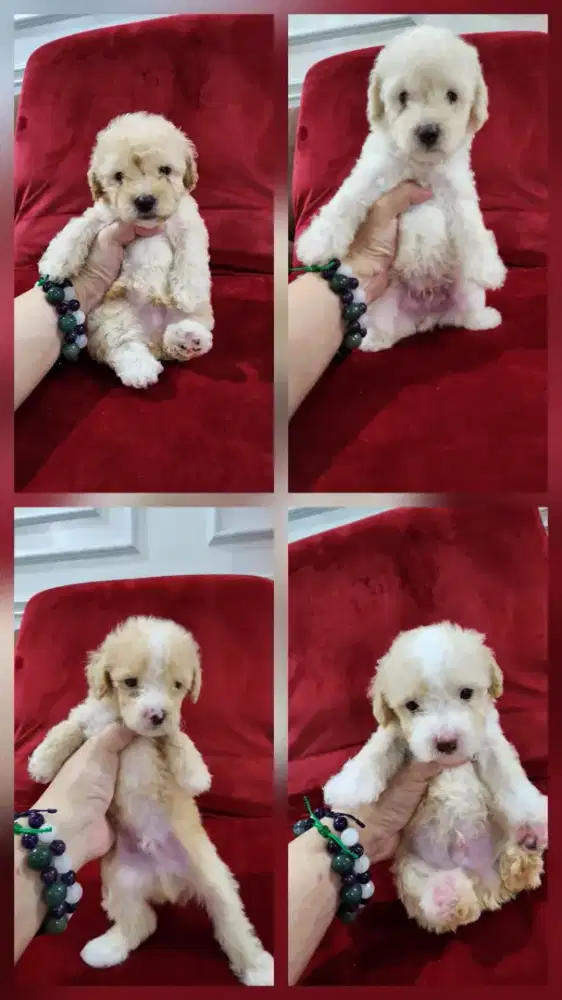 Anakan Poodle murahh
