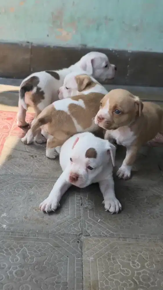 Anak Anjing American Bully