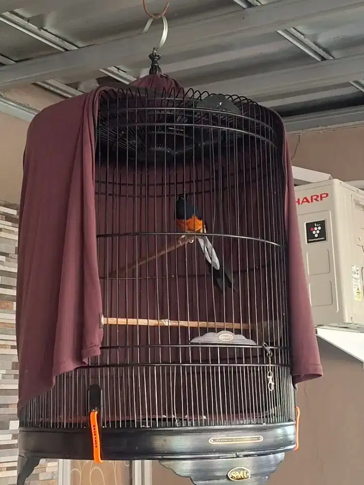 Burung Murai Batu Medan Gacor