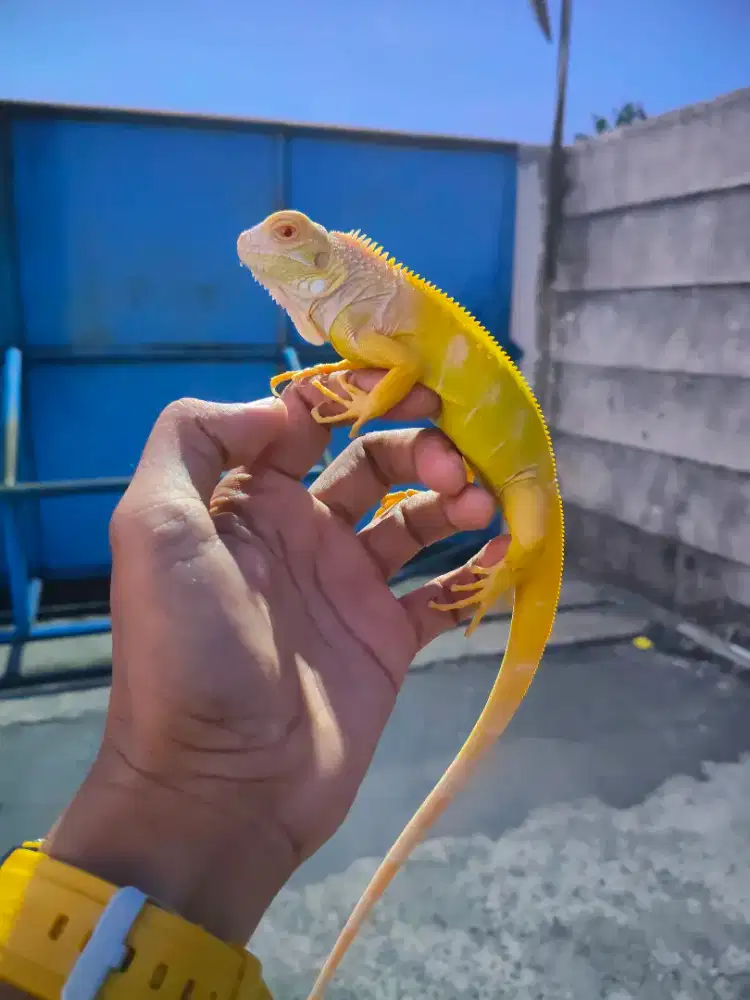 Iguana albino colombia pilihan