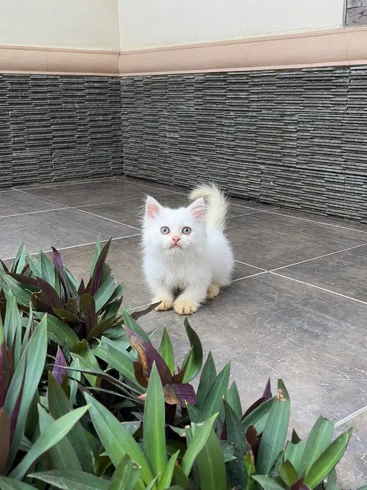 Kucing kitten munchkin minuet persia cebol