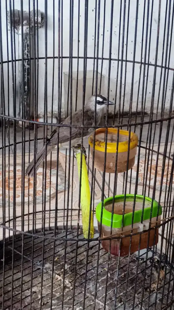 Burung trucuk sudah Rajin bunyi